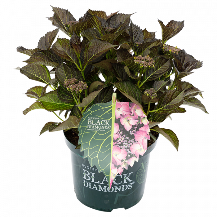Hydrangea macrophylla Black Diamonds® Dark Angel Purple