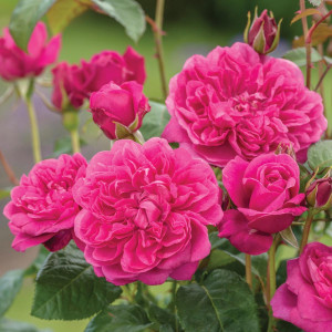 Щамбова роза James L. Austin  