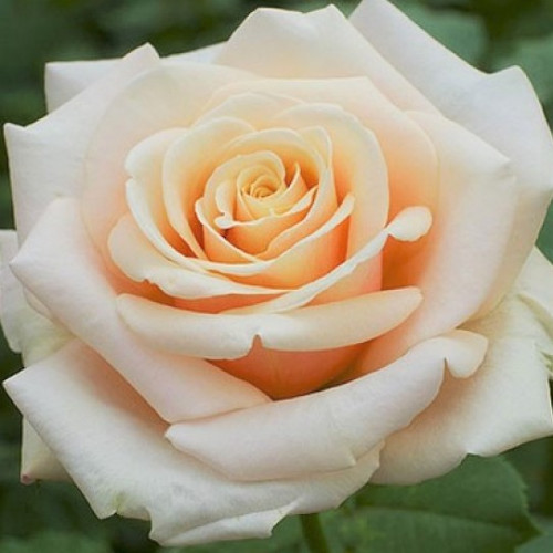 Роза Paul Ricard