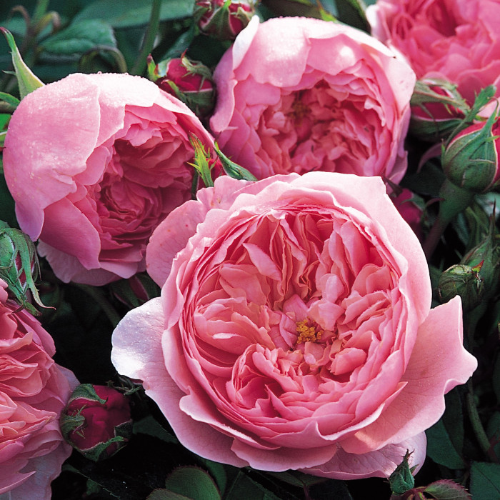 Роза The Alnwick Rose  