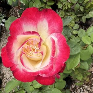 Доубле Делигхт