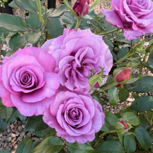 Роза Shocking Blue е силно ароматна с красиво оформени и големи цветове