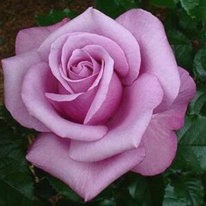 Роза Barbаra Streisand