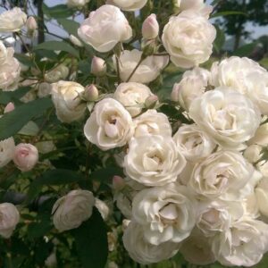 Роза Blushing Bride