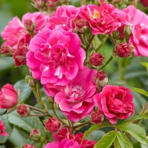 Роза Brewood Belle 