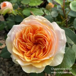 Роза Chippendale Gold  