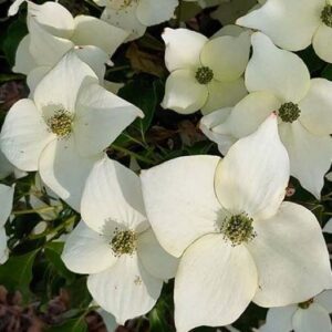 Cornus kousa Milky Way 01