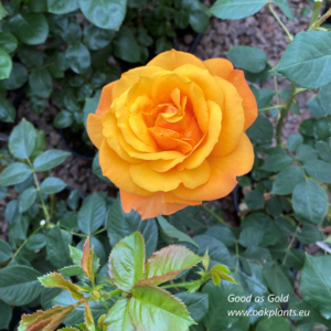 Роза Good as Gold