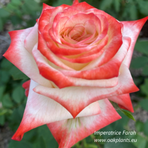  Роза Imperatrice Farah 