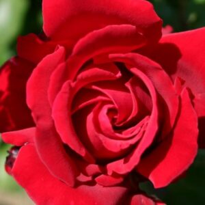 Роза Ingrid Bergman 