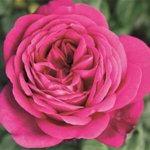 Роза J. W. v. Goethe Rose