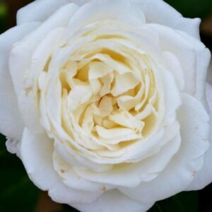 Роза Jeanne Moreau