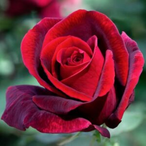 Роза Jubilé Papa Meilland