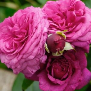 Роза Kaffe Fasset