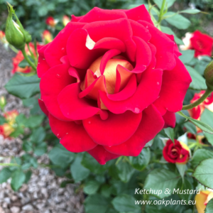 Роза Ketchup & Mustard  