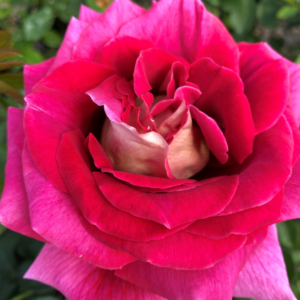 Роза Kronenbourg 