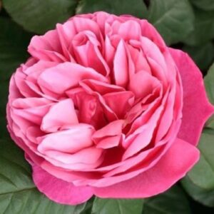 Роза Line Renaud