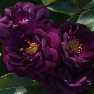 Роза Midnight Blue