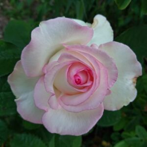 Роза Moonstone