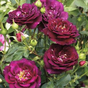 Роза Outta the Blue