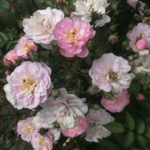 Роза Perennial Blush