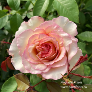  Роза Perfume Kisses  