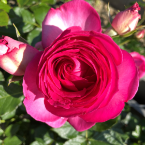 Роза Pink Eden Rose(Cyclamen Pierre de Ronsard) 