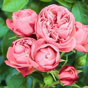 Роза Playful Rokoko