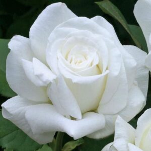 "Щамбова роза Pope John Paul II - елегантна бяла ароматна роза"