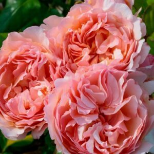 Роза Princesse Charlene de Monaco (Duftjuwel)  