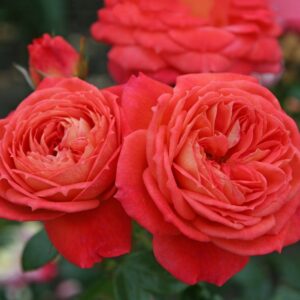 Роза Queen of Hearts 