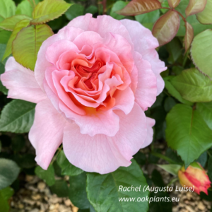 Роза Rachel(Augusta Luise)  