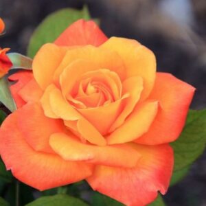 Роза Raymond Kopa