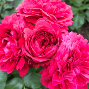 Роза Red Leonardo da Vinci  