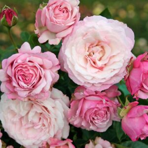 Роза Rosenfaszination