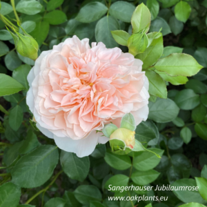 Роза Sangerhаuser Jubilаumrose  