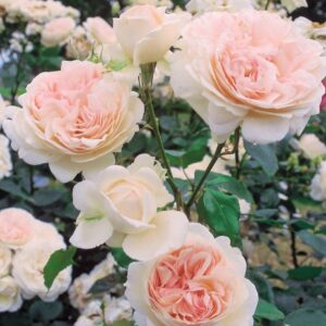 Роза Sebastian Kneipp  