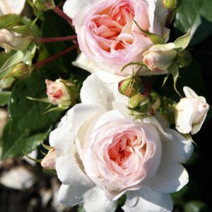 Роза Stephanie Baronin zu Guttenberg  