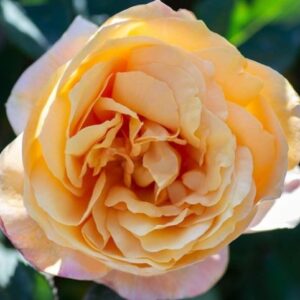 Роза Strike it Rich