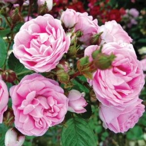 Роза Super Fairy