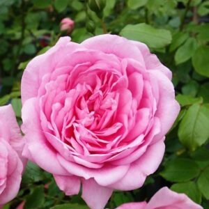 Роза Sweet Laguna