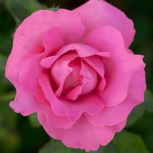 Роза The McCartney Rose 