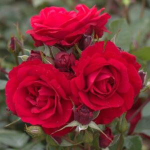 Роза The Prince’s Trust