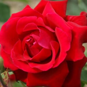 Роза Victor Hugo