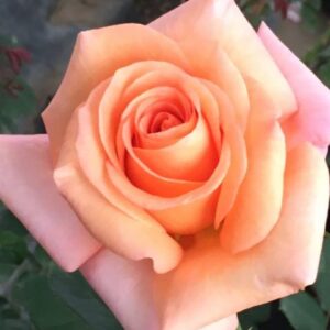 Роза Warm Wishes