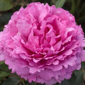 Роза Yves Piaget