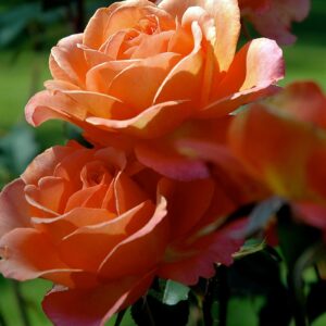 Роза Albrecht Dürer Rose