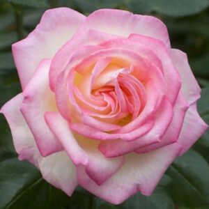 Роза Princesse de Monaco 