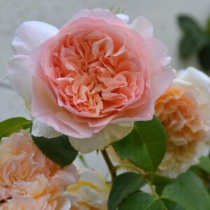 Папи Делбард 1