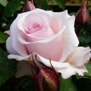 Роса Белмонте